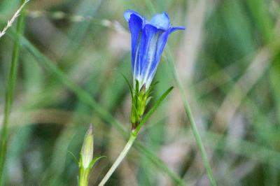 <i>Gentiana pneumonanthe</i>