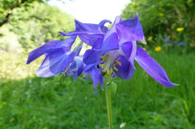 <i>Aquilegia vulgaris</i>
