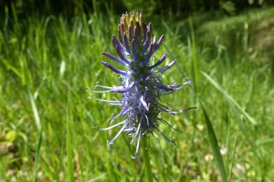 <i>Phyteuma spicatum</i>