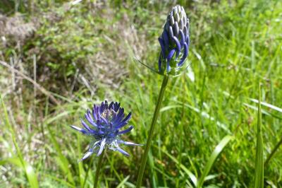 <i>Phyteuma spicatum</i>