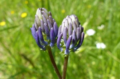 <i>Phyteuma spicatum</i>