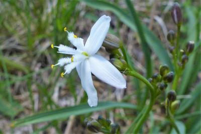 <i>Simethis mattiazzii</i>