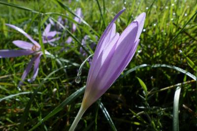 Colchicaceae