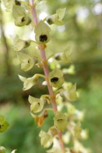 <i>Teucrium scorodonia</i>