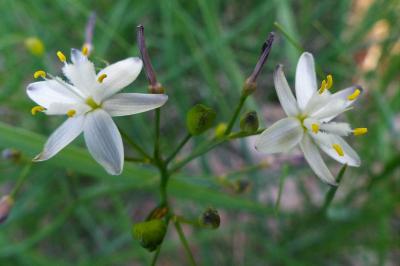 <i>Simethis mattiazzii</i>