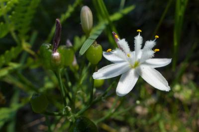 <i>Simethis mattiazzii</i>