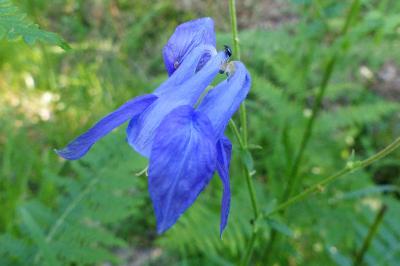 <i>Aquilegia vulgaris</i>