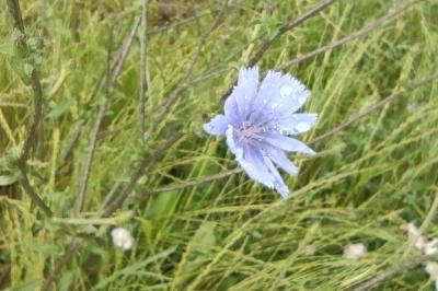 <i>Cichorium intybus</i>