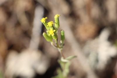 <i>Senecio viscosus</i>