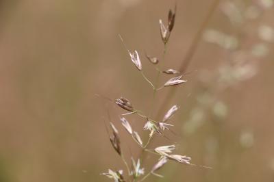 <i>Arrhenatherum elatius</i>