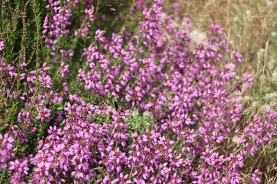 <i>Erica cinerea</i>