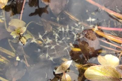 <i>Lemna trisulca</i>