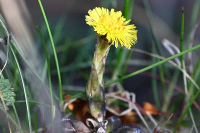 <i>Tussilago farfara</i>