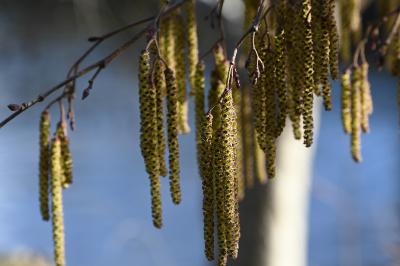 <i>Alnus glutinosa</i>