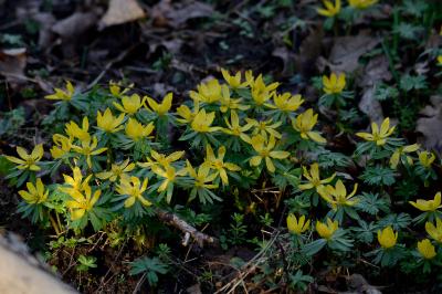 <i>Eranthis hyemalis</i>