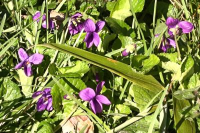 <i>Viola odorata</i>