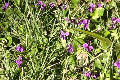 <i>Viola odorata</i>