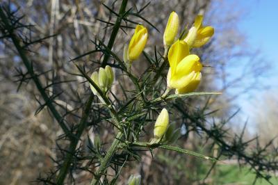 <i>Ulex europaeus</i>