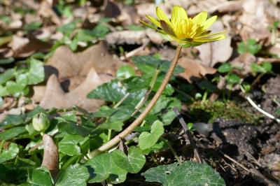 <i>Ficaria verna</i>