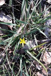 <i>Gagea pratensis</i>