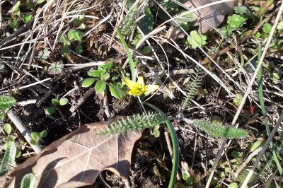 <i>Gagea pratensis</i>
