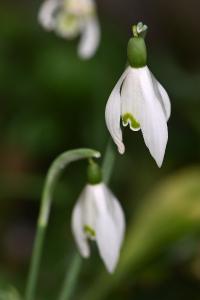 <i>Galanthus nivalis</i>