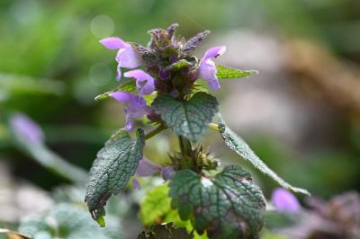 <i>Lamium purpureum</i>