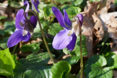 Violaceae