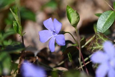 <i>Vinca minor</i>