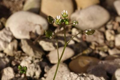<i>Draba verna</i>