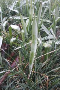 <i>Tulipa sylvestris subsp. sylvestris</i>