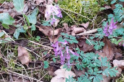 <i>Corydalis solida</i>