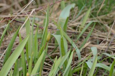 <i>Tulipa sylvestris subsp. sylvestris</i>