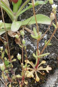 <i>Saxifraga tridactylites</i>