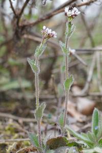 <i>Draba muralis</i>