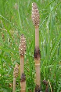 <i>Equisetum arvense</i>