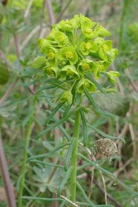 <i>Euphorbia cyparissias</i>
