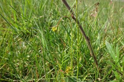 <i>Rorippa pyrenaica</i>