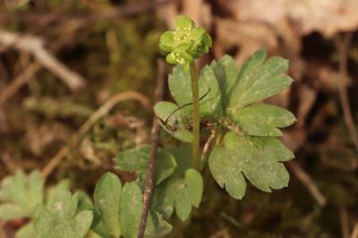 <i>Adoxa moschatellina</i>
