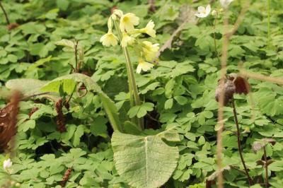 <i>Primula elatior</i>