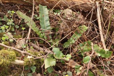 <i>Asplenium scolopendrium</i>