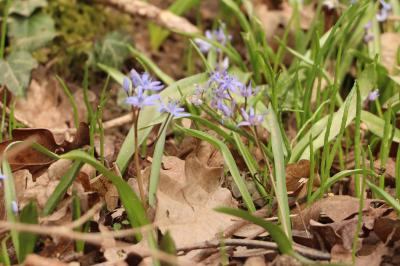 <i>Scilla bifolia</i>