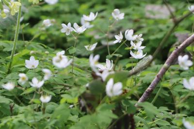 <i>Isopyrum thalictroides</i>