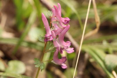 <i>Corydalis solida</i>
