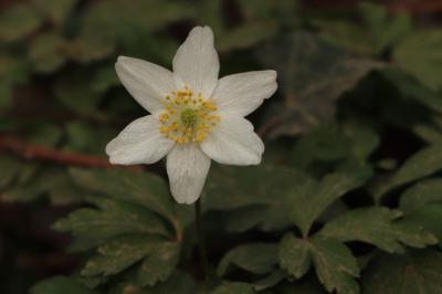 <i>Anemone nemorosa</i>