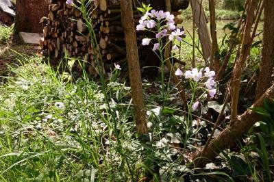 <i>Cardamine pratensis</i>