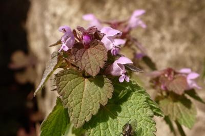 Lamiaceae