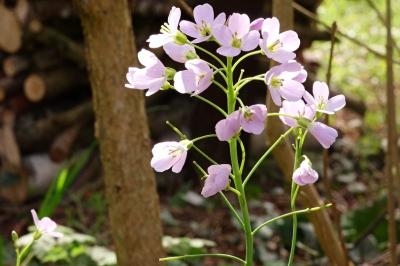 Brassicaceae