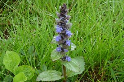 <i>Ajuga reptans</i>
