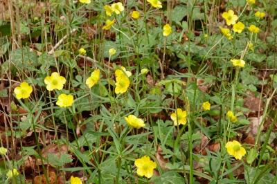 <i>Ranunculus auricomus</i>
